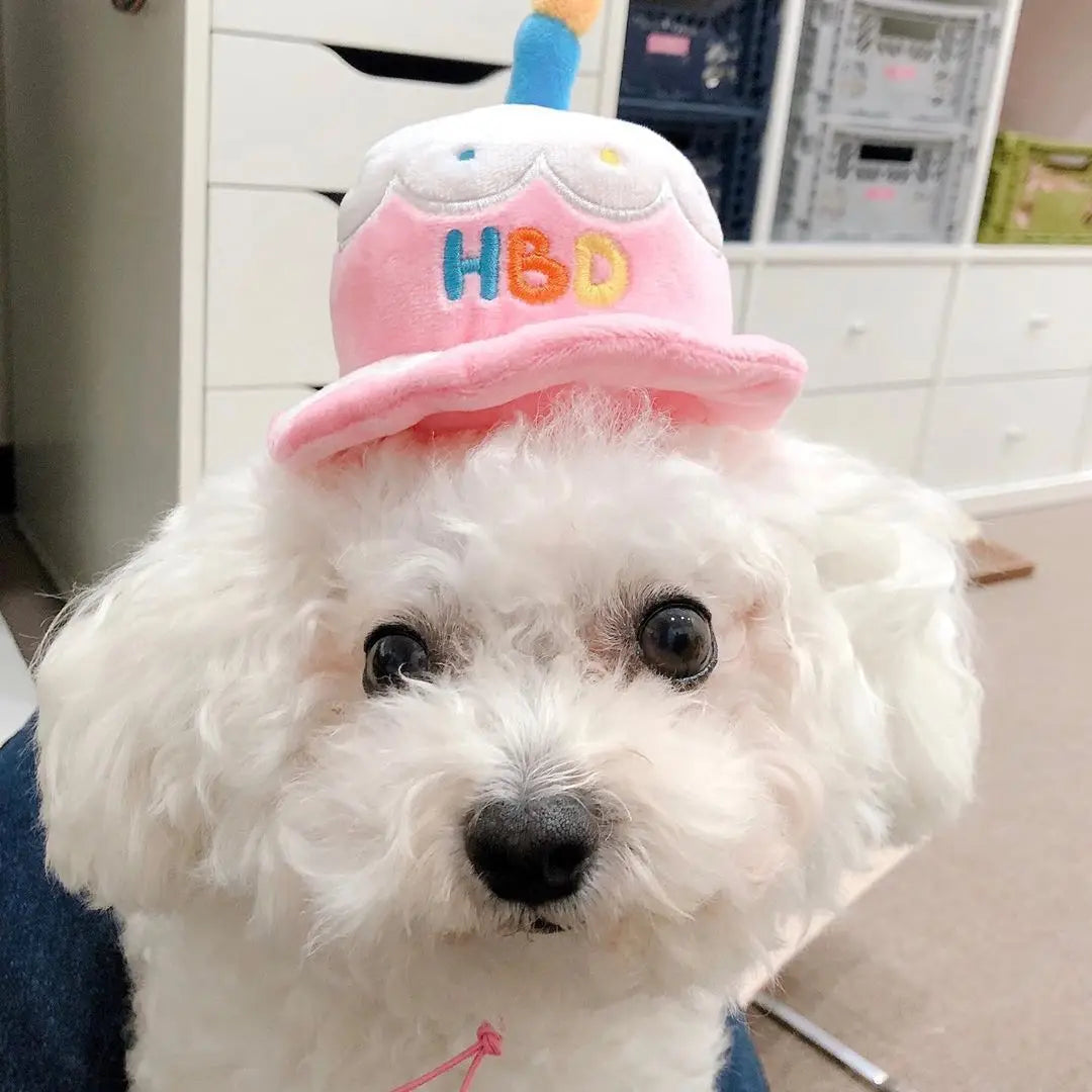 Happy birthday hat on top of a dog